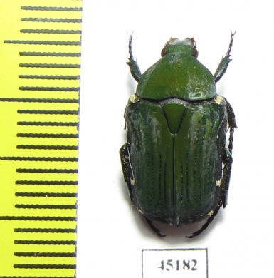 Glycyphana moluccanum  Indonesia, Ambon isl. - INSECTS-STORE.RU