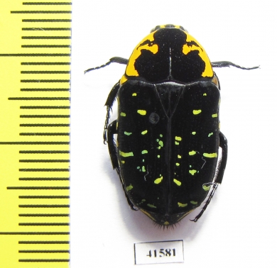 Euchroea ripheus  Madagascar - INSECTS-STORE.RU