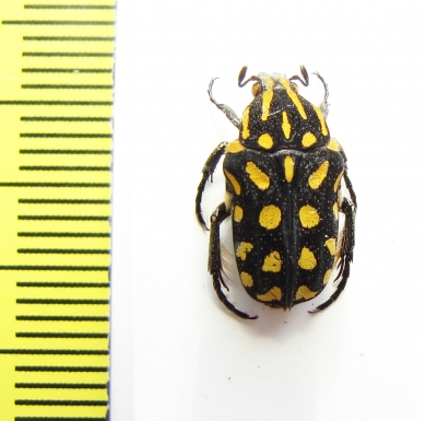 Astraea flavopunctata  Philippines - INSECTS-STORE.RU