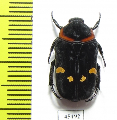 Glycyphana binotata  Indonesia, Sumatra - INSECTS-STORE.RU