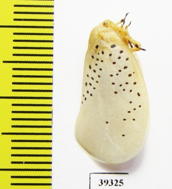 Homoptera sp.  Venezuela - INSECTS-STORE.RU