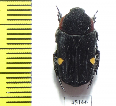 Glycyphana binotata  Indonesia, Sumatra - INSECTS-STORE.RU