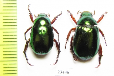 Rutelinae sp.  Laos - INSECTS-STORE.RU