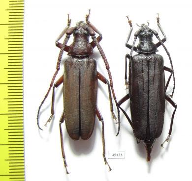 Aegosoma sinicum, pair  Russia, Far East - INSECTS-STORE.RU