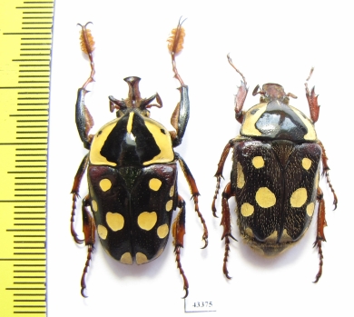 Cheirolasia burkei burkei, pair  Congo - INSECTS-STORE.RU