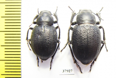 Sternoplax affinis  Kazakhstan - INSECTS-STORE.RU