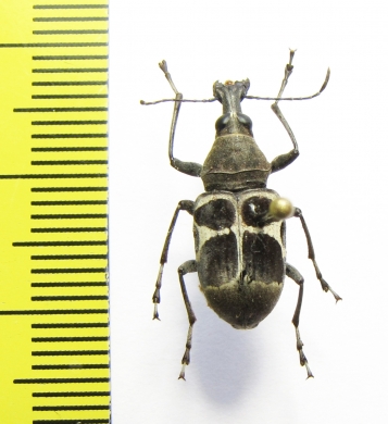 Anthribidae sp.  Cote d'Ivoire - INSECTS-STORE.RU