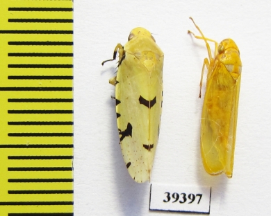 Homoptera sp.  Venezuela - INSECTS-STORE.RU