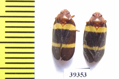 Homoptera sp.  Venezuela - INSECTS-STORE.RU