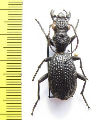 Anthia cavernosa  Tanzania - INSECTS-STORE.RU