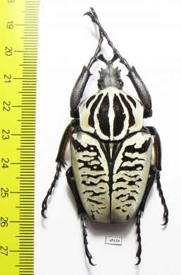 Goliathus albosignathus kirkianus  Tanzania 57mm - INSECTS-STORE.RU