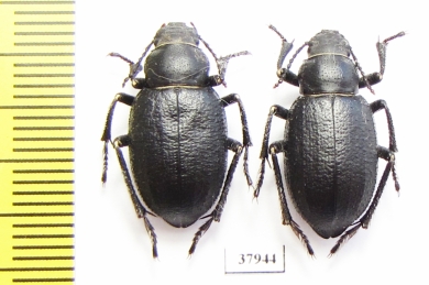 Sternoplax sp.  Kazakhstan - INSECTS-STORE.RU