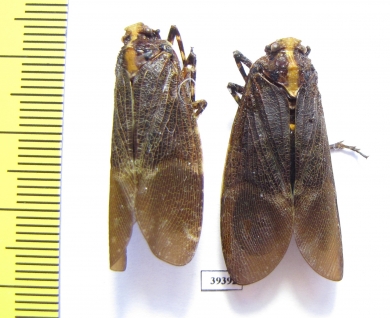 Homoptera sp.  Venezuela - INSECTS-STORE.RU