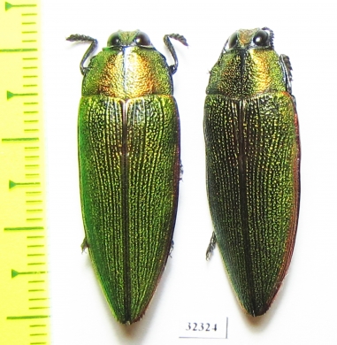 Steraspis sp.  Tanzania - INSECTS-STORE.RU