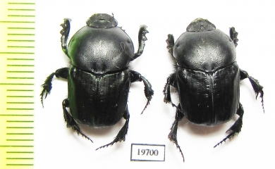 Onitis damoetas, pair  Georgia - INSECTS-STORE.RU