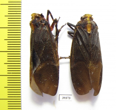 Homoptera sp.  Venezuela - INSECTS-STORE.RU