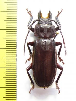 Mallodon chevrolatii ?  Panama - INSECTS-STORE.RU