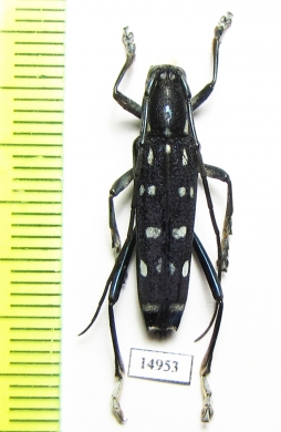 Macroglenea venus  Indonesia, Buru isl. - INSECTS-STORE.RU