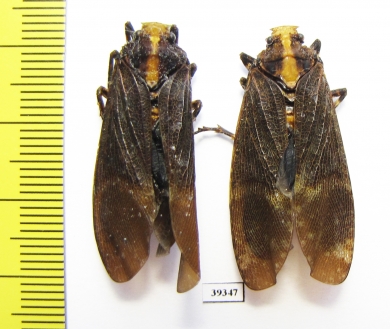 Homoptera sp.  Venezuela - INSECTS-STORE.RU