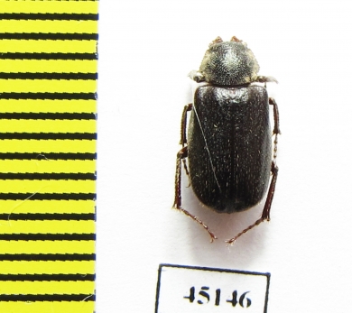 Maechidius sp.  Indonesia, Papua - INSECTS-STORE.RU