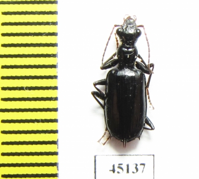 Carabidae sp.  Indonesia, Papua - INSECTS-STORE.RU