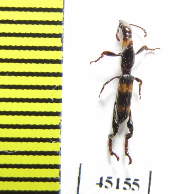 Brentidae sp.  Indonesia, Papua - INSECTS-STORE.RU