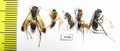 Hymenoptera sp.  Malaysia, Borneo - INSECTS-STORE.RU