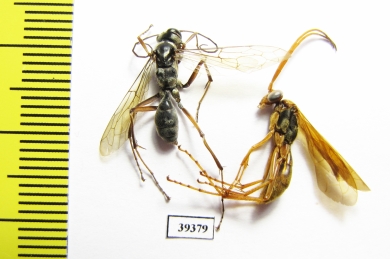 Hymenoptera sp.  Malaysia, Borneo - INSECTS-STORE.RU