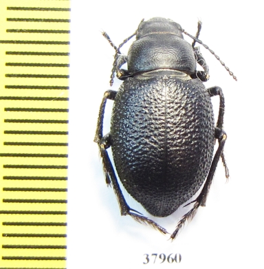 Sternoplax affinis  Kazakhstan - INSECTS-STORE.RU