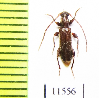 Lucasianus levaillantii  Spain - INSECTS-STORE.RU