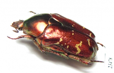 Protaetia splendidula kermanensis  Iran, Kerman prov. - INSECTS-STORE.RU