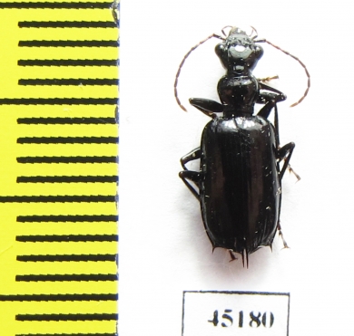 Carabidae sp.  Indonesia, Papua - INSECTS-STORE.RU