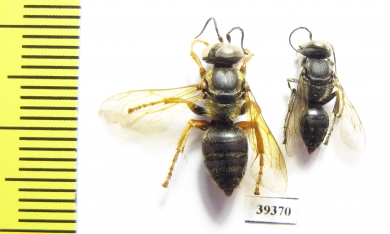 Hymenoptera sp.  Malaysia, Borneo - INSECTS-STORE.RU