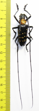 Nemophas helleri  Indonesia, Buru isl. - INSECTS-STORE.RU