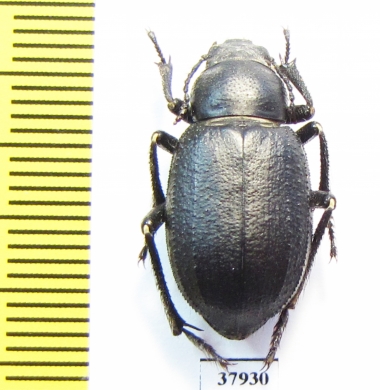 Sternoplax sp.  Kazakhstan - INSECTS-STORE.RU