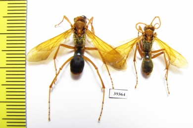 Hymenoptera sp.  Malaysia, Borneo - INSECTS-STORE.RU