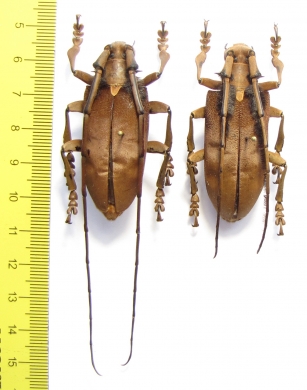 Sarothrocera lowii, pair  Indonesia, Sumatra - INSECTS-STORE.RU