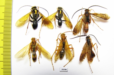 Hymenoptera sp.  Malaysia, Borneo - INSECTS-STORE.RU