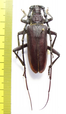 Cerambyx velutinus  France - INSECTS-STORE.RU