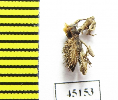 Curculionidae sp.  Indonesia, Papua - INSECTS-STORE.RU