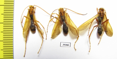 Hymenoptera sp.  Malaysia, Borneo - INSECTS-STORE.RU