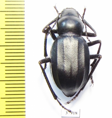 Ocnera pilicollis   Kazakhstan - INSECTS-STORE.RU