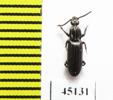 Rhysodidae sp.  Indonesia, Papua - INSECTS-STORE.RU