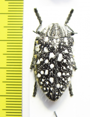 Julodis sulcicollis  South Africa Rep. - INSECTS-STORE.RU