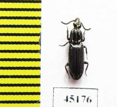 Rhysodidae sp.  Indonesia, Papua - INSECTS-STORE.RU