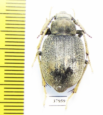 Sternocnera lindti  Tajikistan - INSECTS-STORE.RU