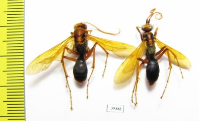 Hymenoptera sp.  Malaysia, Borneo - INSECTS-STORE.RU