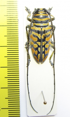 Sternotomis bohemanni  Tanzania - INSECTS-STORE.RU