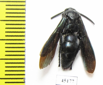 Scoliidae sp.  Indonesia, Papua - INSECTS-STORE.RU