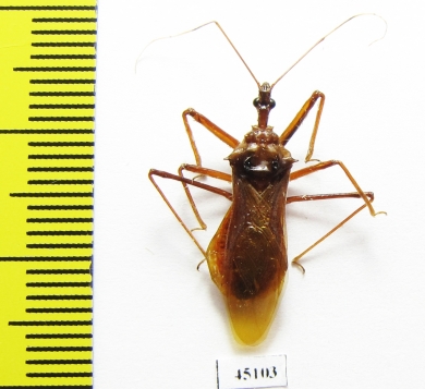 Hemiptera sp.  Indonesia, Papua - INSECTS-STORE.RU